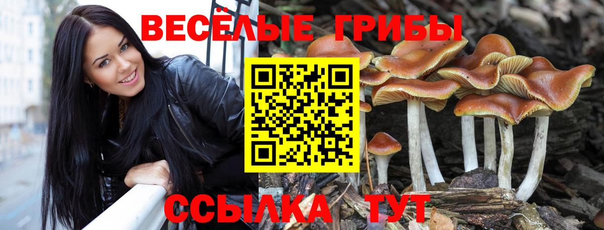 Калининград  Галлюциногенные грибы Psilocybe  Вход с VPN 